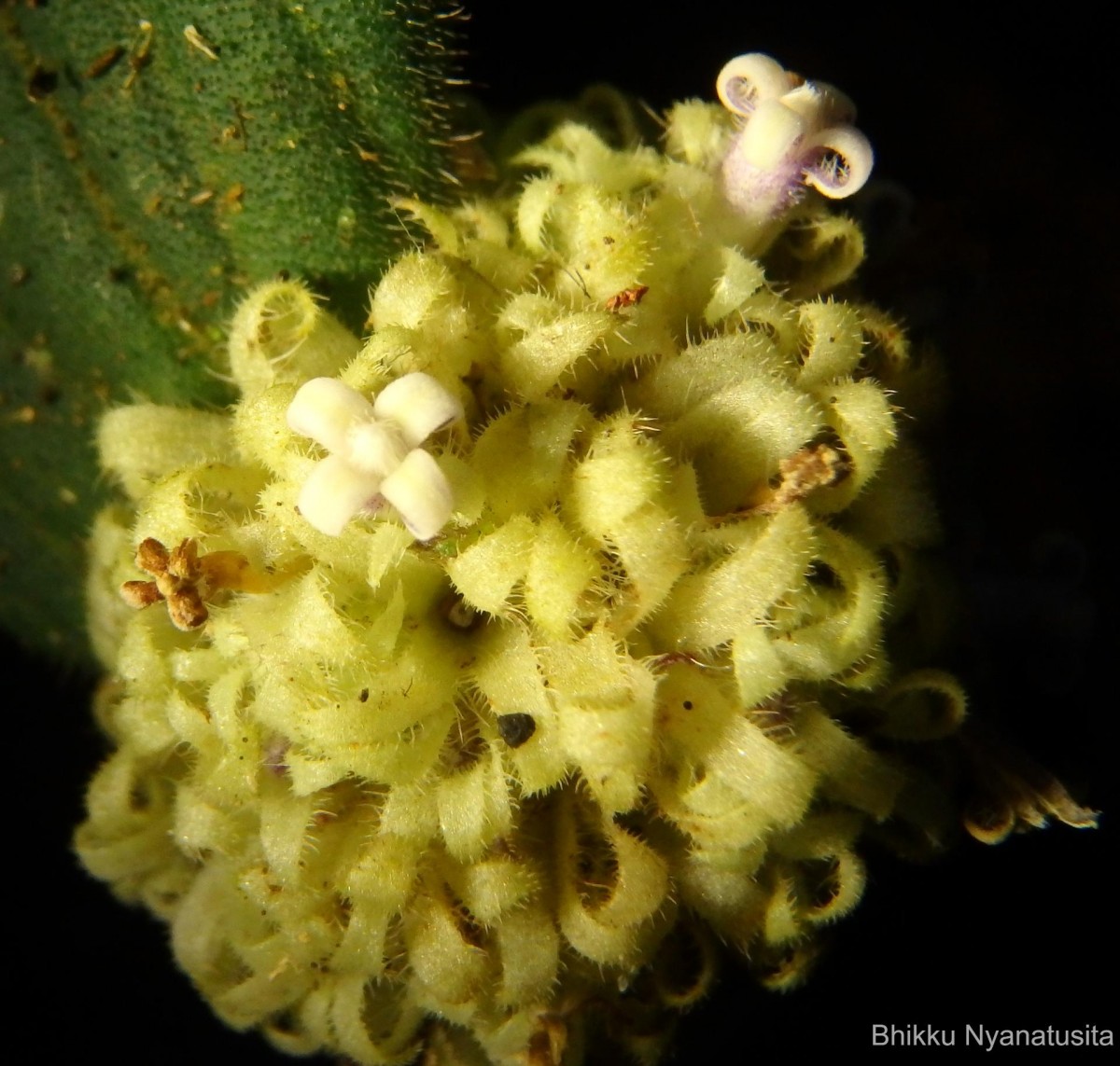 Hedyotis thwaitesii Hook.f.